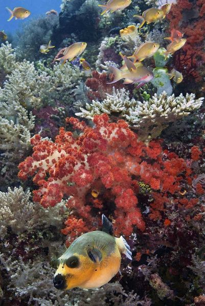 Indonesia, Papua, SE Misool Fish and coral